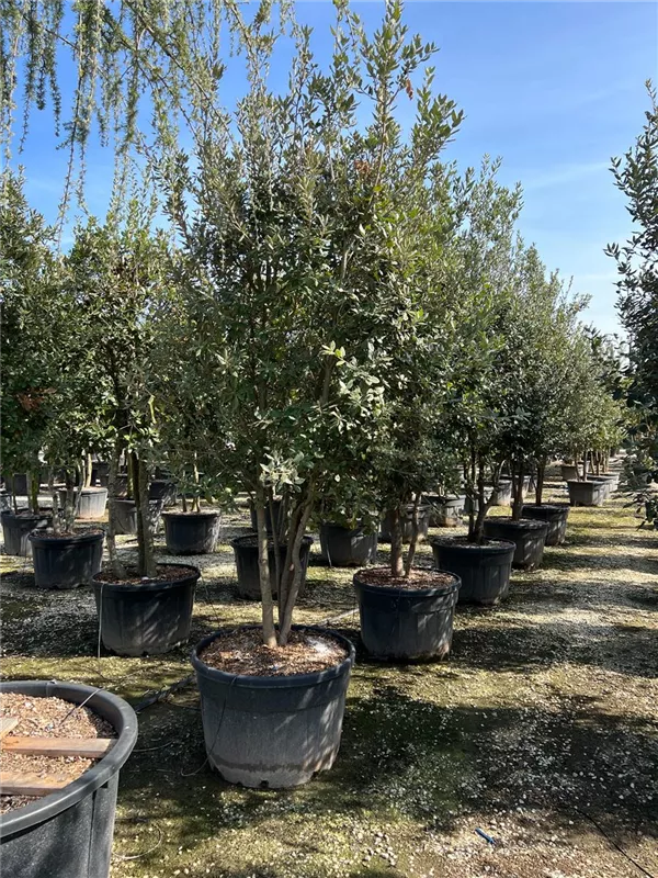 Quercus ilex