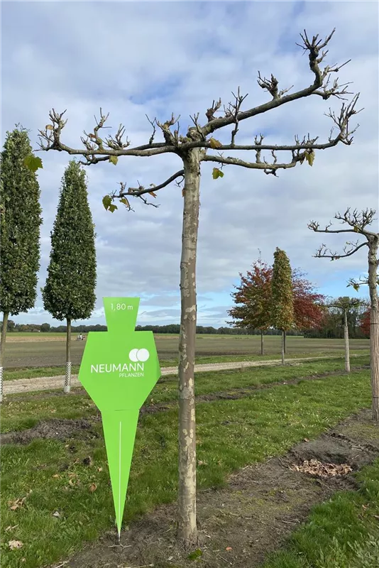 Platanus hispanica