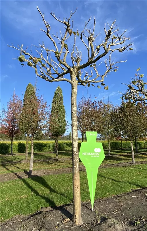 Platanus hispanica