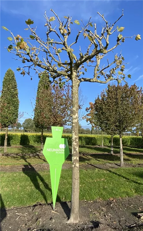 Platanus hispanica