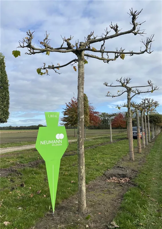 Platanus hispanica