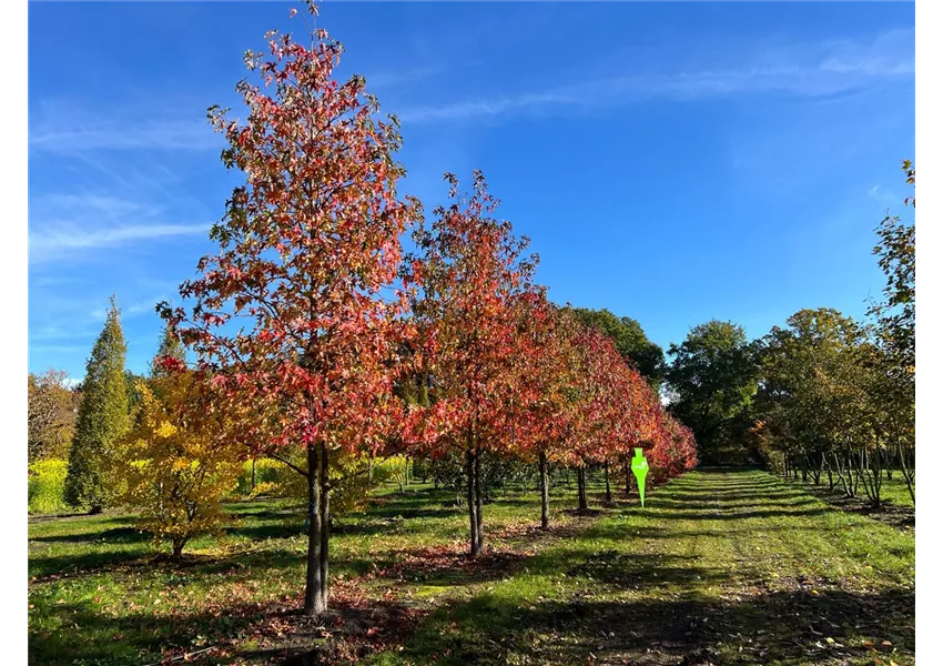 Amerikanischer Amberbaum