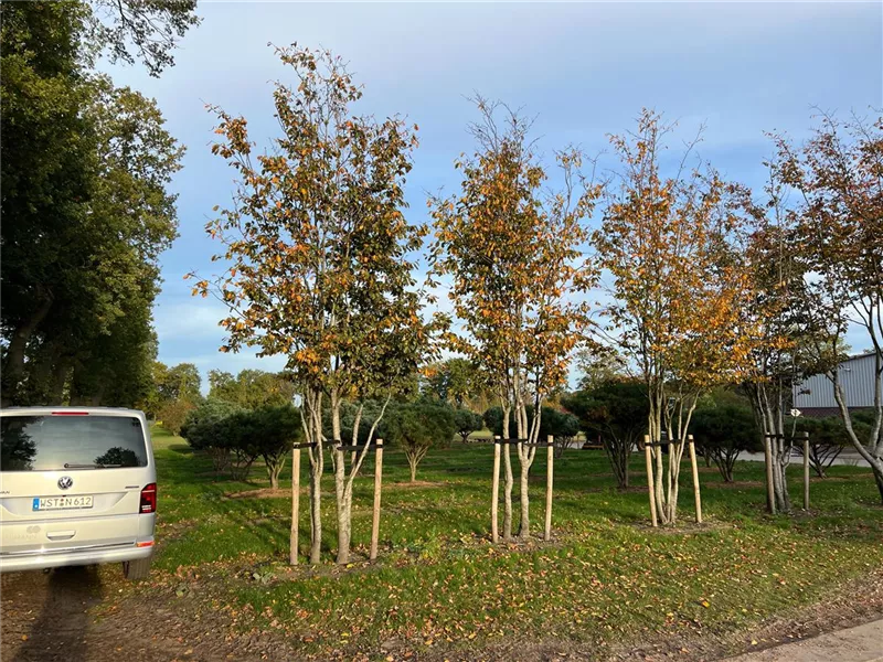 Parrotia persica