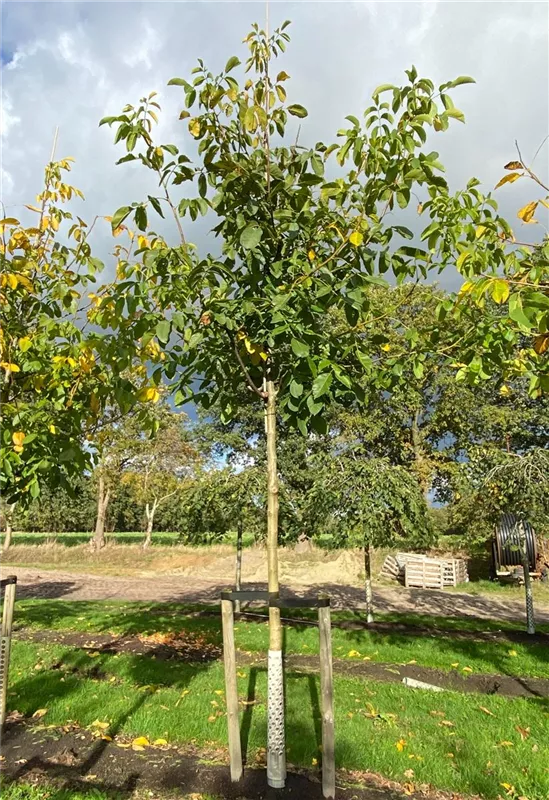 Juglans regia 'Buccaneer' CAC
