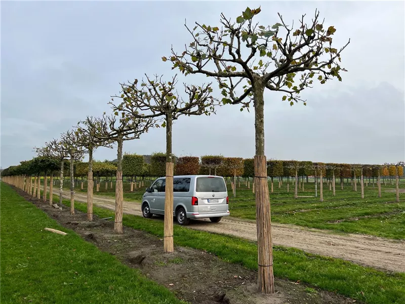 Platanus hispanica
