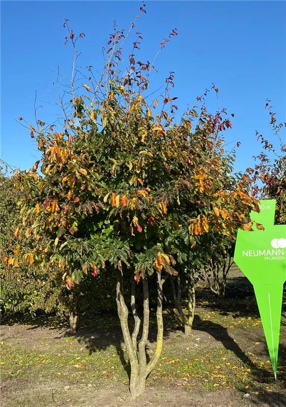 Parrotia persica