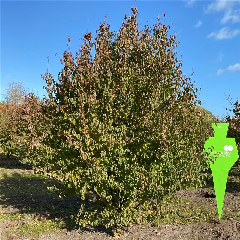 Cornus mas
