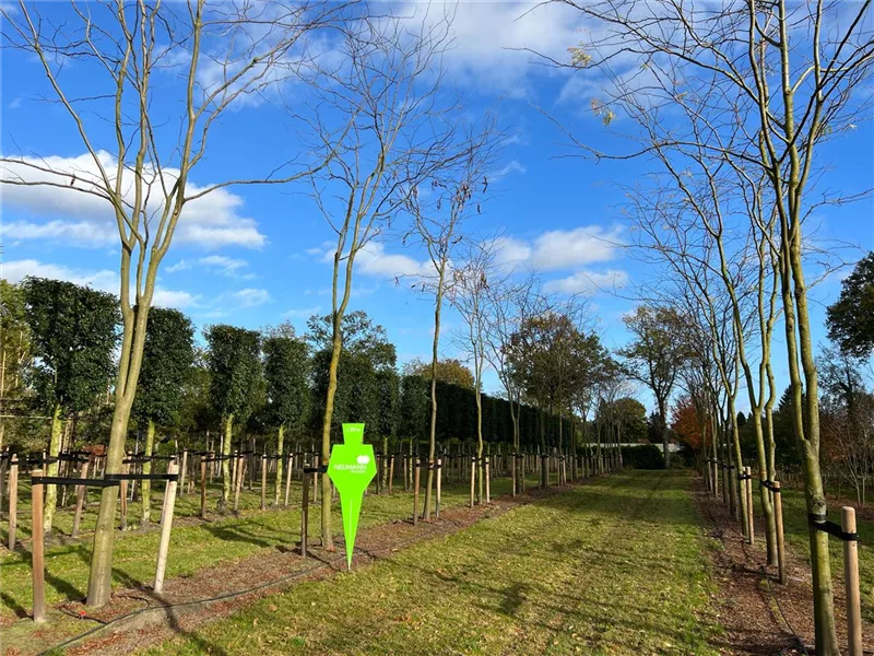 Gleditsia triacanthos 'Skyline'