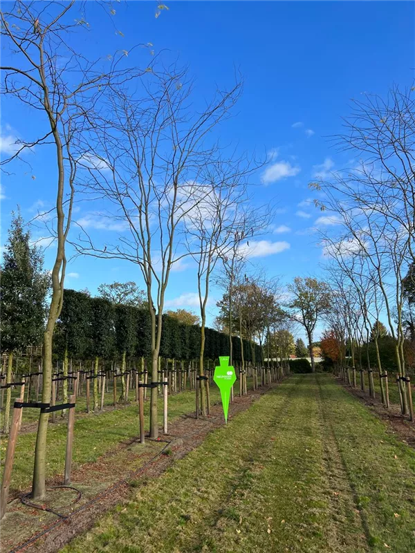 Gleditsia triacanthos 'Skyline'