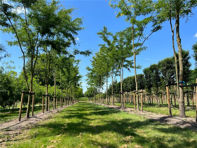 Gleditsia triacanthos 'Skyline'