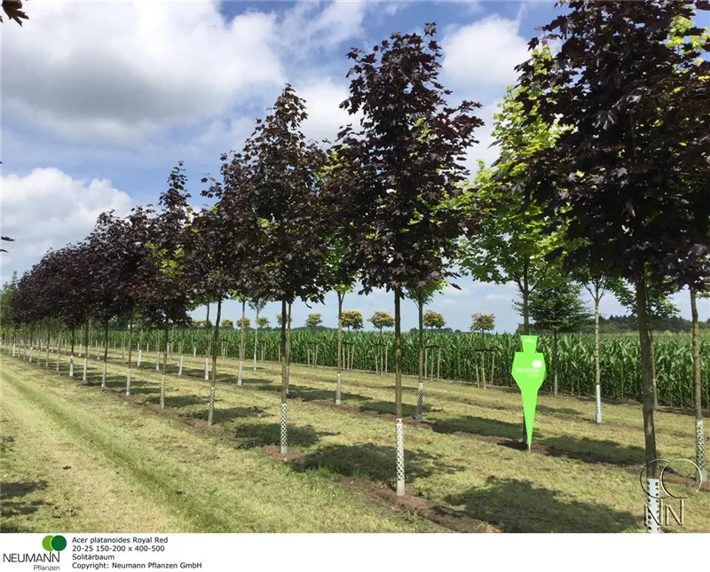 Acer platanoides 'Royal Red'