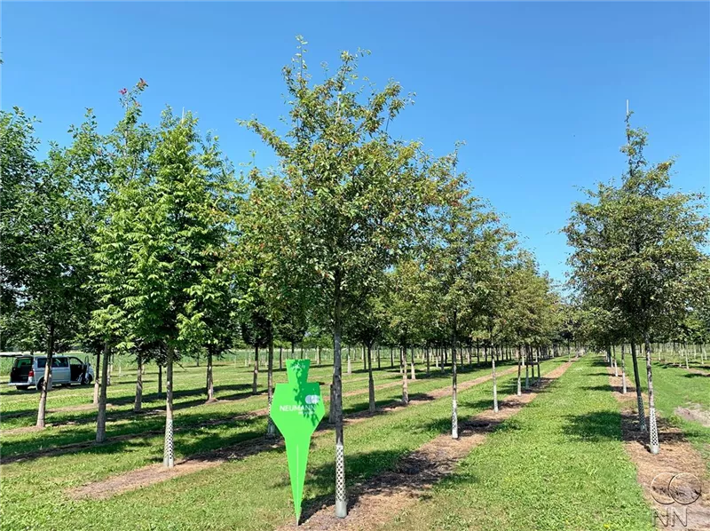 Amelanchier lamarckii