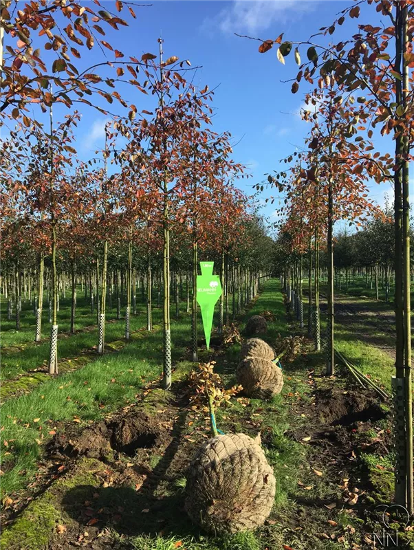 Amelanchier lamarckii