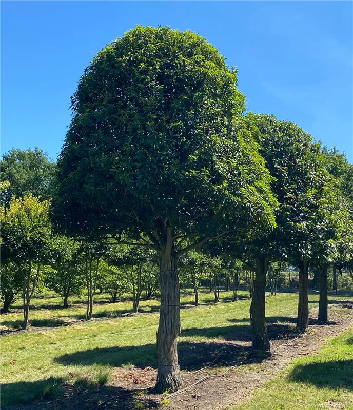 Prunus lusitanica 'Angustifolia'