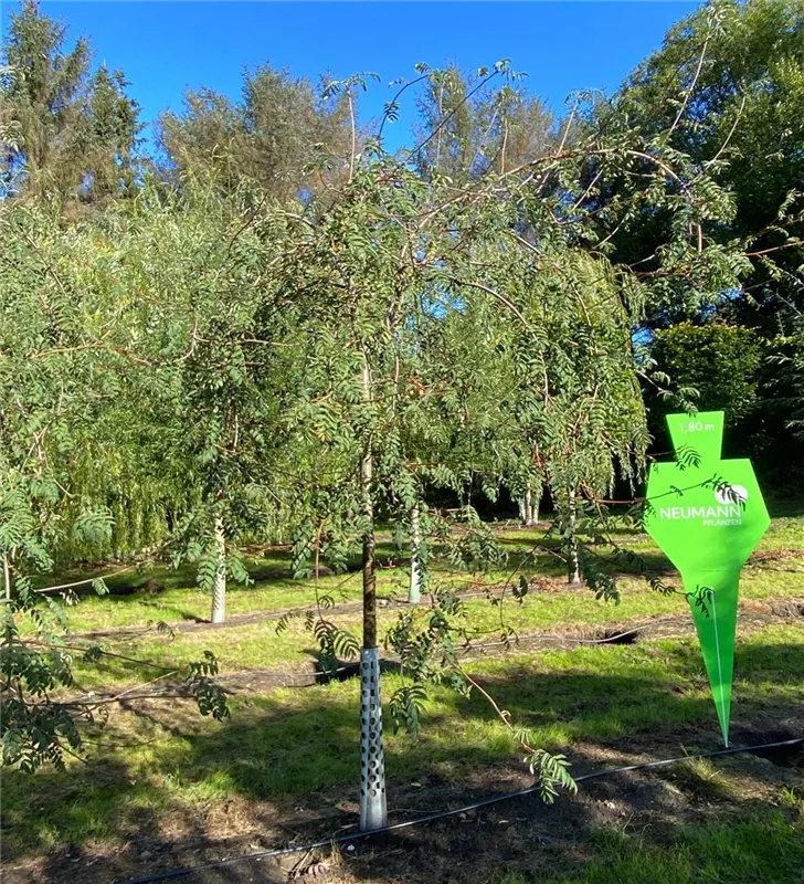 Sorbus aucuparia 'Pendula'