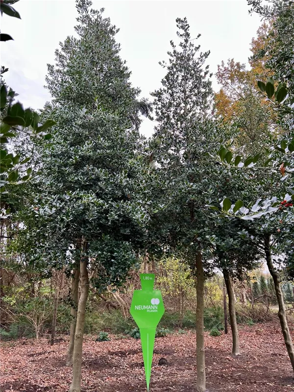 Ilex aquifolium