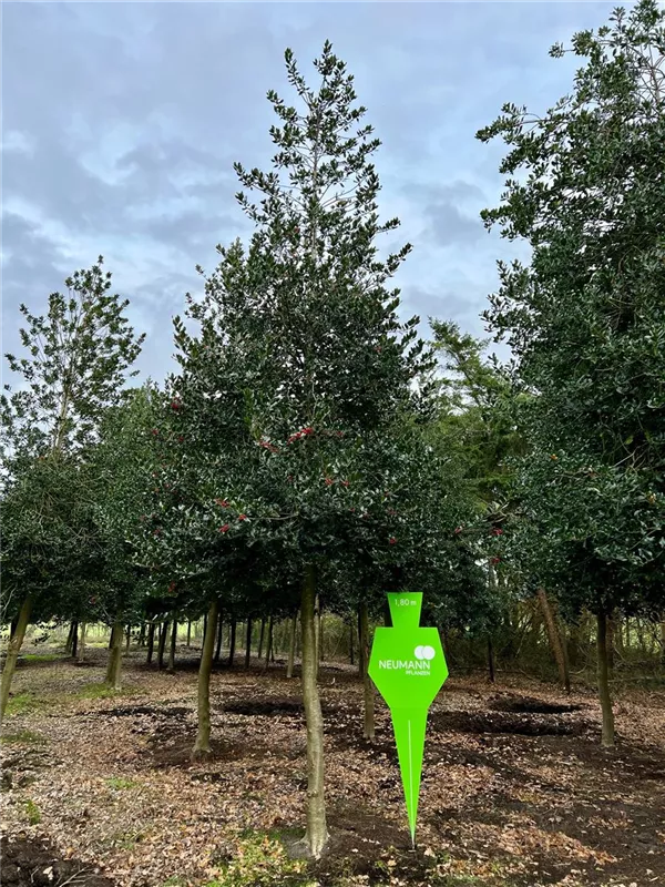 Ilex aquifolium