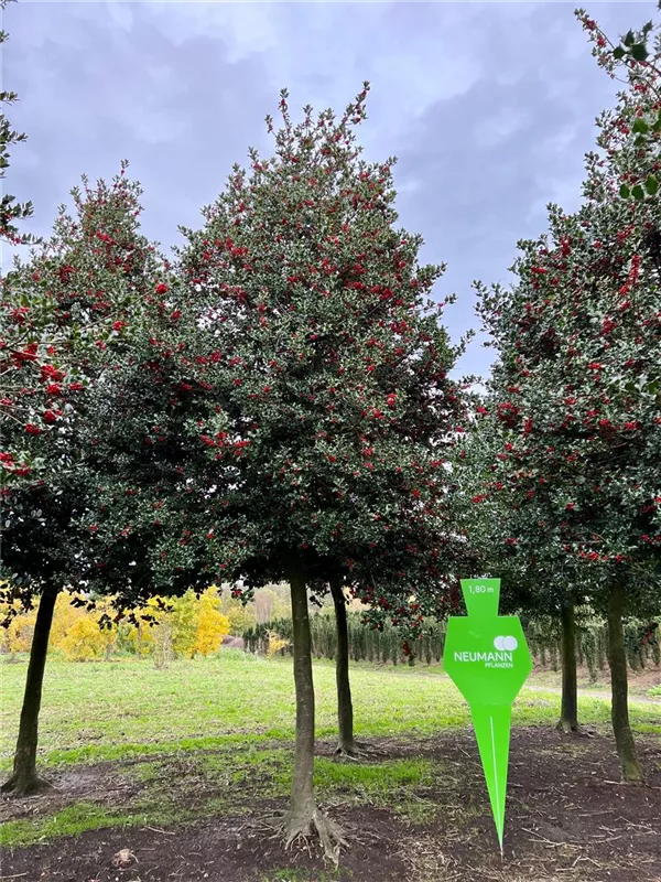 Ilex aquifolium