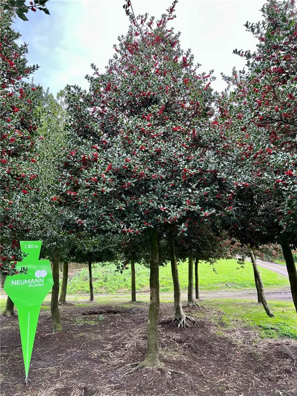 Ilex aquifolium