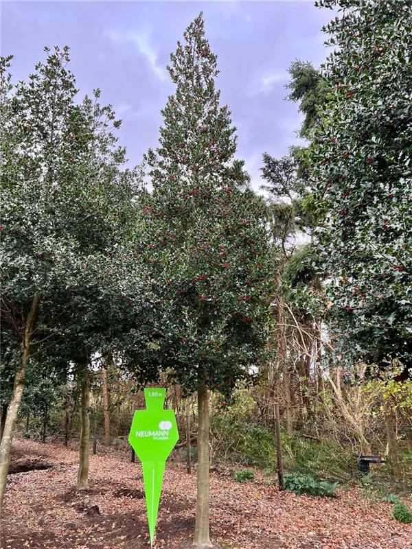 Ilex aquifolium