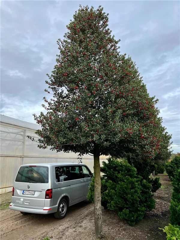 Ilex aquifolium