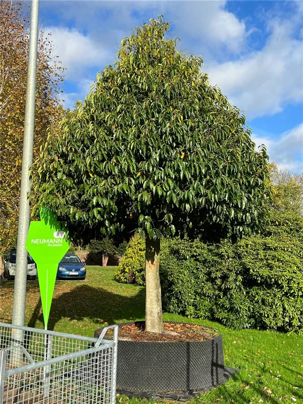 Prunus lusitanica