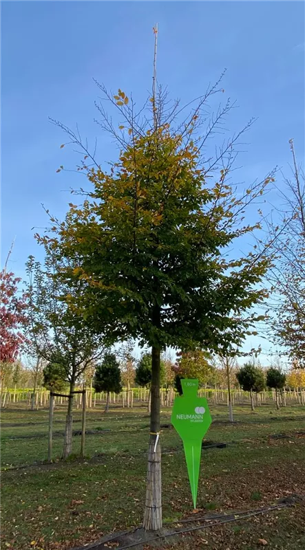 Carpinus betulus