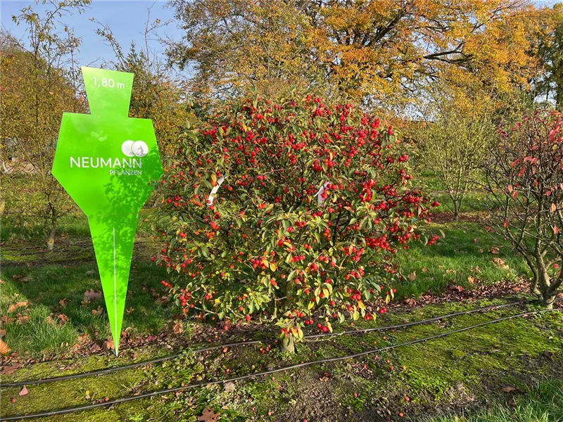 Malus 'Evereste' -R-