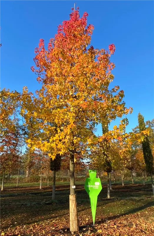 Liquidambar styraciflua