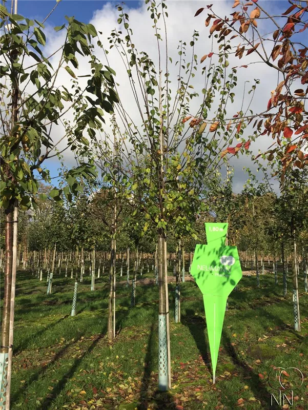Prunus dom.'Bühler Frühzwetsche' CAC