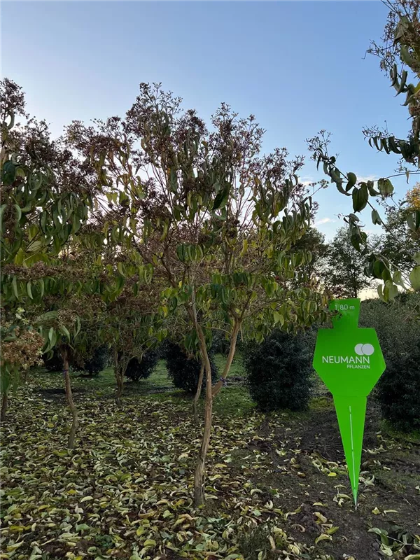 Heptacodium miconioides