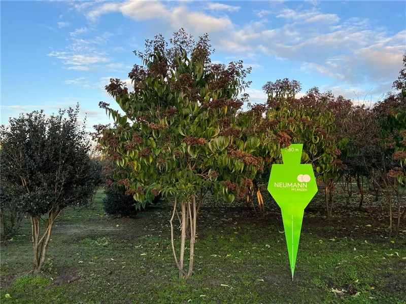 Heptacodium miconioides