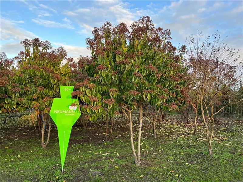 Heptacodium miconioides