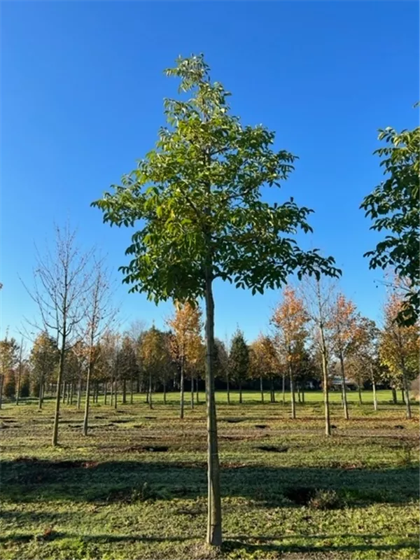 Juglans regia