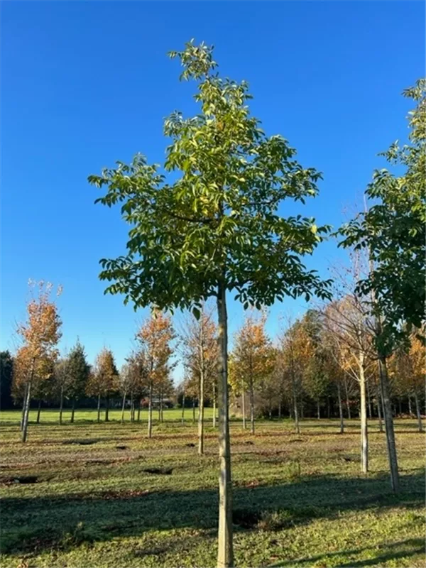 Juglans regia