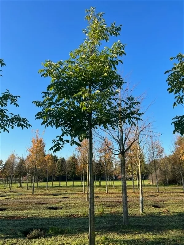 Juglans regia