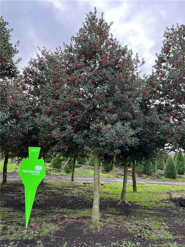 Ilex aquifolium