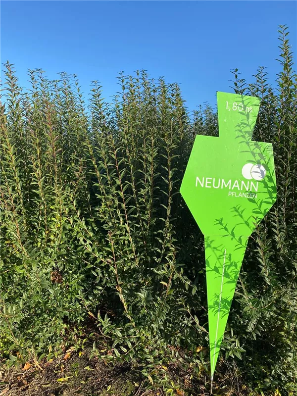 Ligustrum vulgare 'Atrovirens'