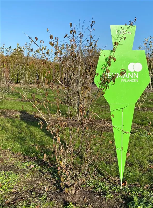 Cornus mas