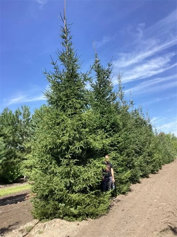 Picea abies