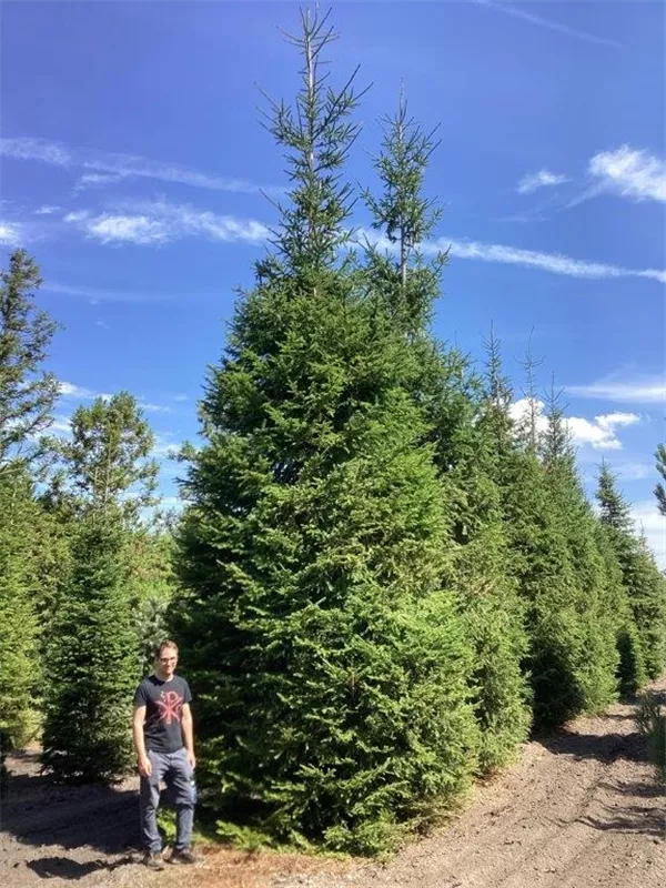 Picea abies