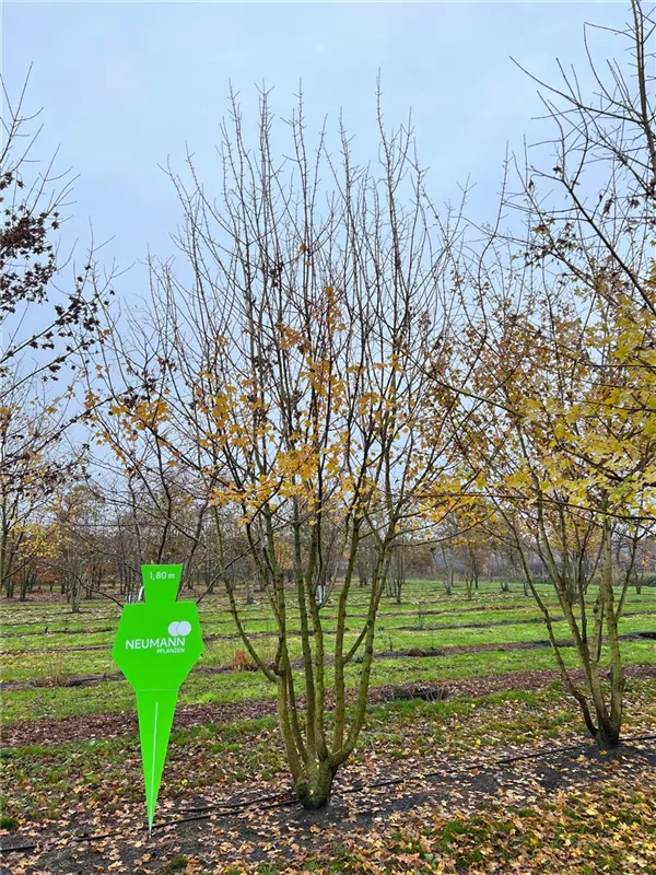 Acer campestre