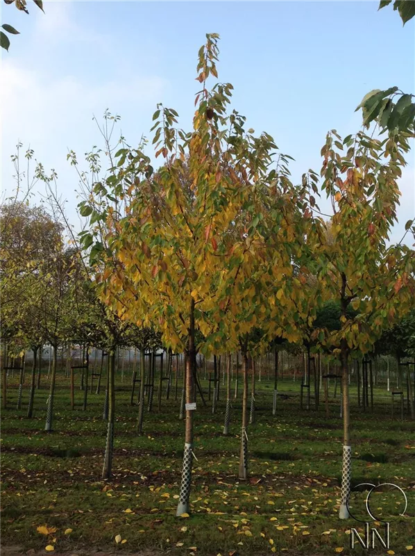 Prunus av.'Büttners Rt. Knorpelk' CAC