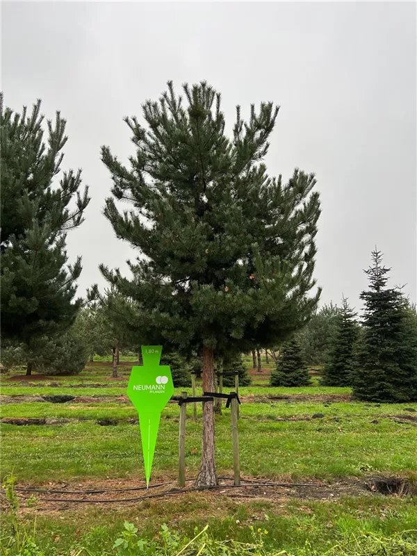 Pinus sylvestris
