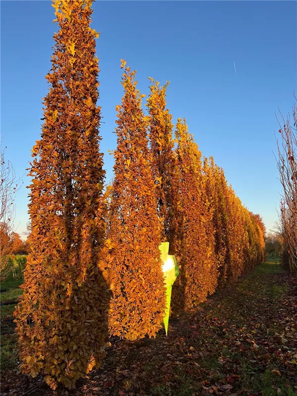 Quercus robur 'Fastigiata Koster'