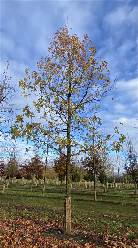 Liquidambar styraciflua