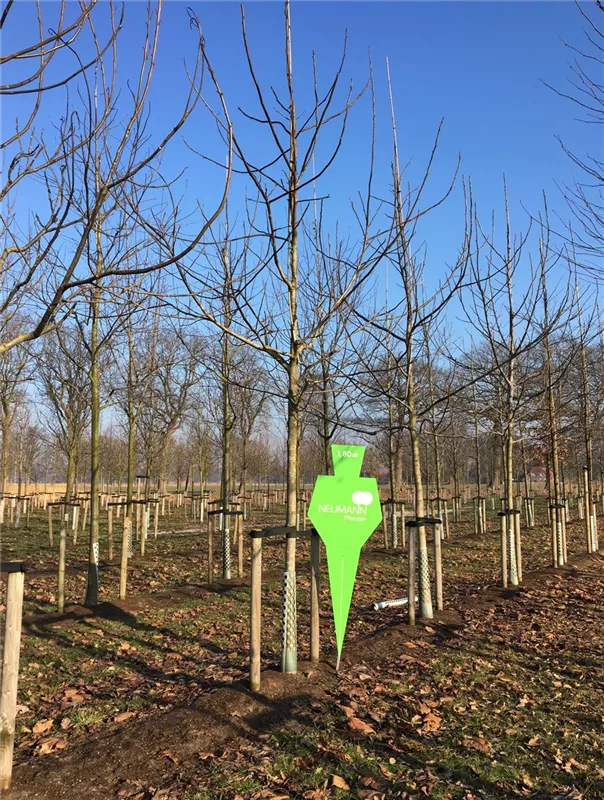 Juglans regia