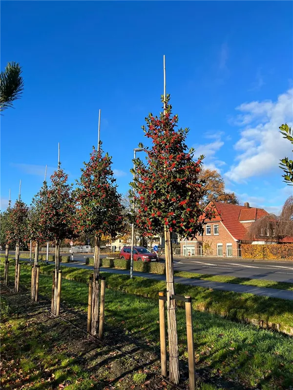 Ilex mutchagara 'Nellie R.Stevens'