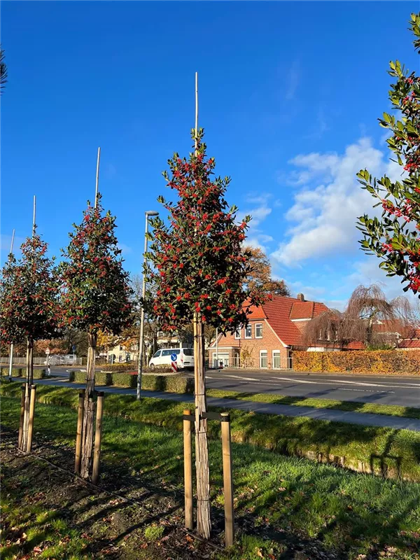 Ilex mutchagara 'Nellie R.Stevens'