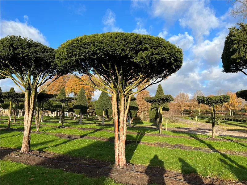 Taxus baccata